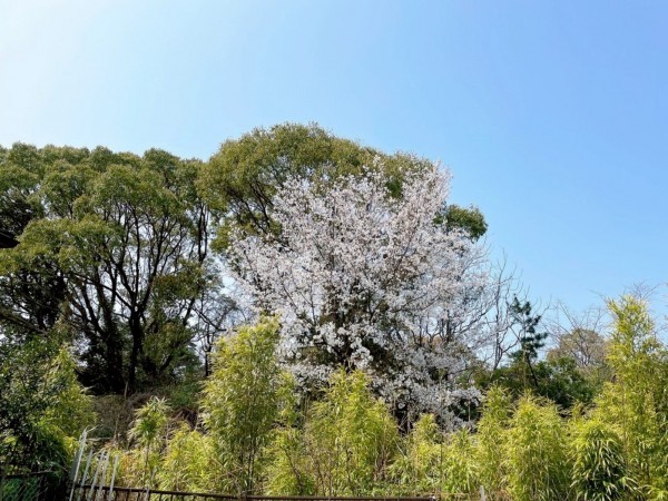 福岡市東区和白、マンションの画像です