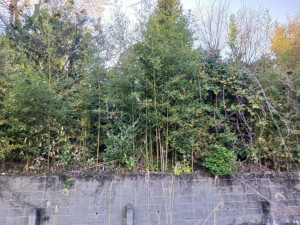 いわき市常磐下船尾町、土地の画像です