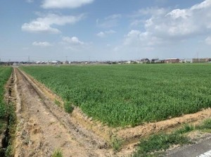 刈谷市小垣江町若古の土地の画像です