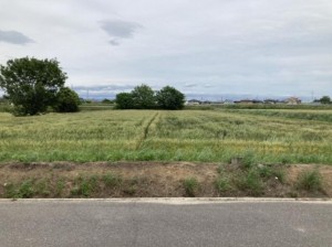 知立市八橋町高道の土地の画像です