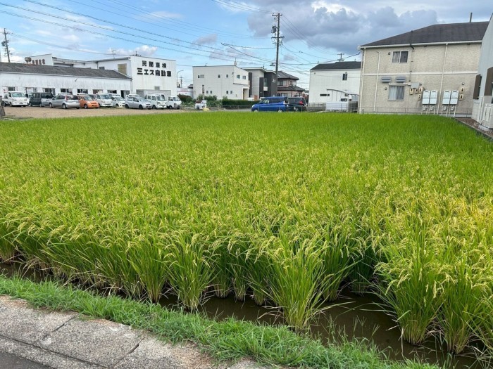 あま市森、土地の画像です