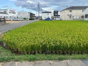 あま市森、土地の画像です