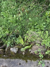 神石高原町、収益物件/別荘の画像です