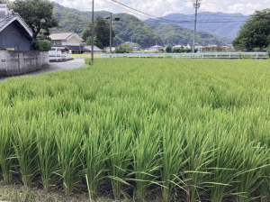 福山市新市町大字上安井、土地の画像です