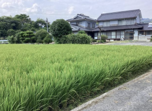 福山市新市町大字上安井、土地の画像です