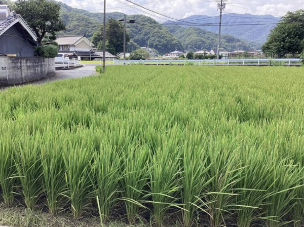 福山市新市町大字上安井、土地の画像です