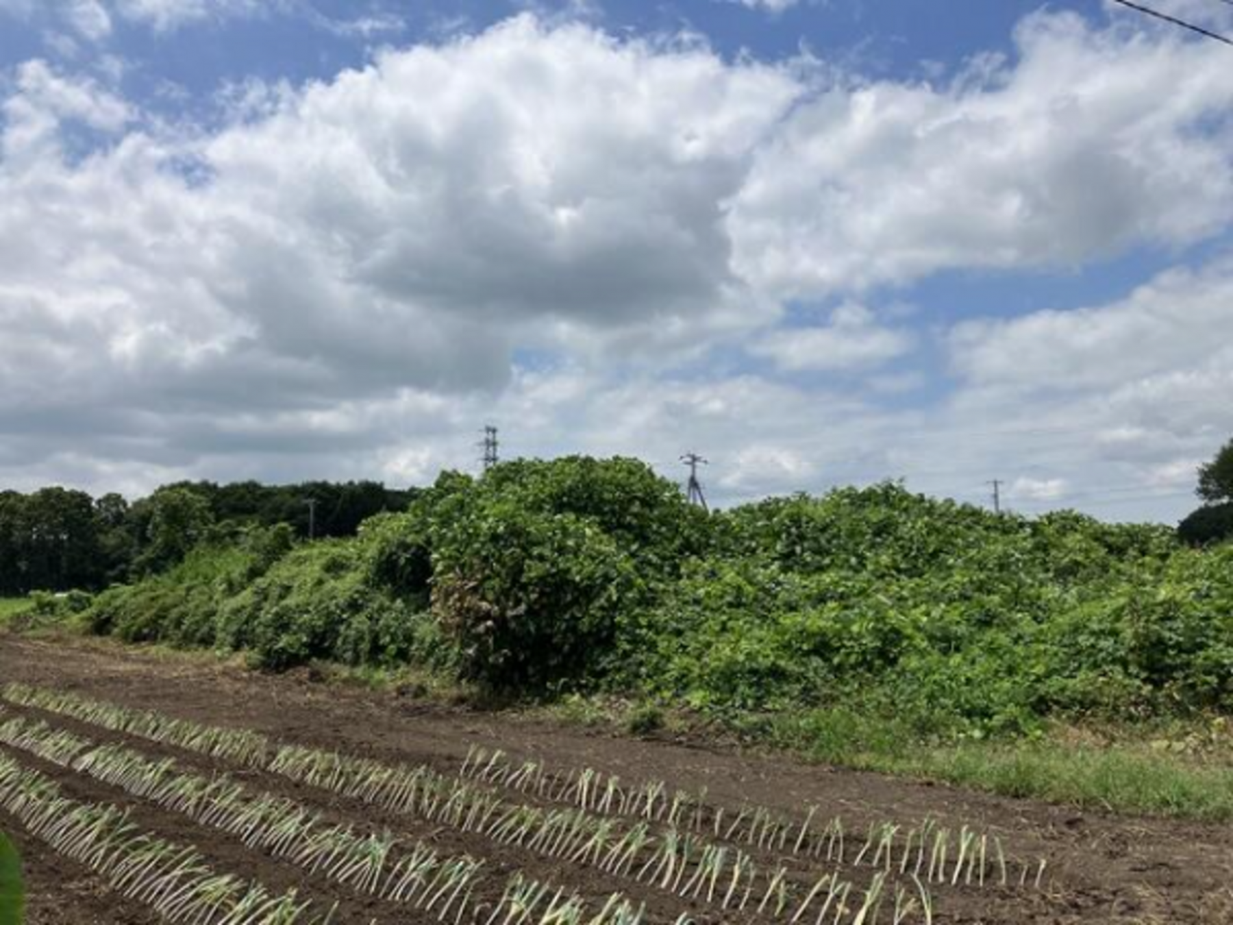 芳賀郡芳賀町大字西水沼、土地の画像です