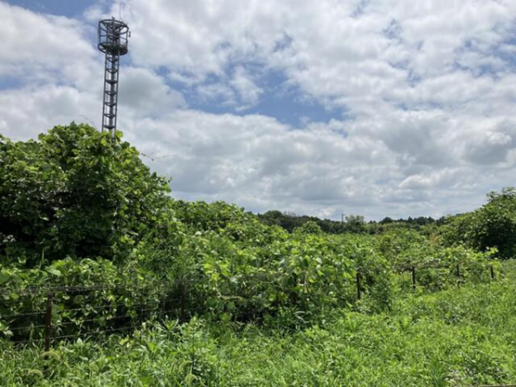芳賀郡芳賀町大字西水沼、土地の画像です