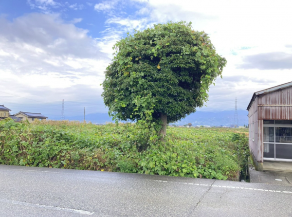 富山市水橋二ツ屋、土地の外観画像です