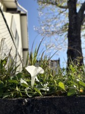 宮崎市、土地の画像です