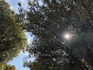 宮崎市小戸町、土地の画像です