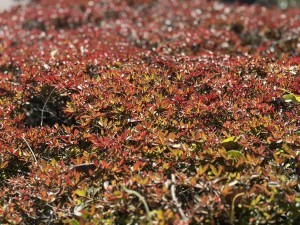 宮崎市小戸町、土地の画像です