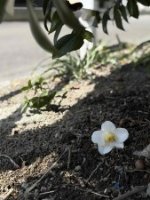 宮崎市小戸町、土地の画像です