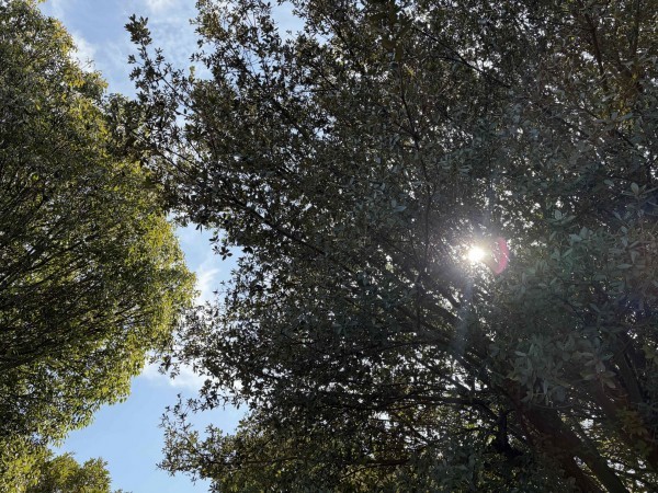 宮崎市小戸町、土地の画像です