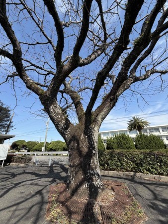 宮崎市小戸町、土地の画像です