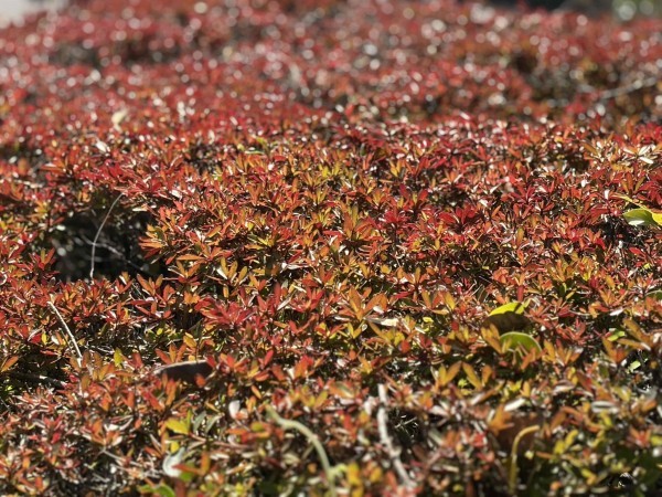 宮崎市小戸町、土地の画像です