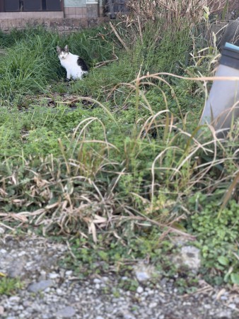 宮崎市田野町乙、土地の画像です