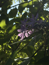 宮崎市田野町乙、土地の画像です