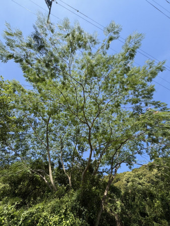 宮崎市田野町乙、土地の画像です