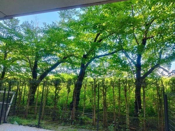 京都市伏見区舞台町、マンションの画像です