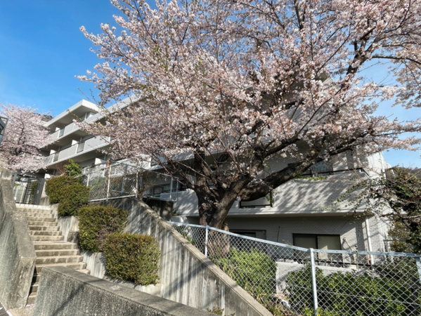 宝塚市雲雀丘山手、マンションの画像です