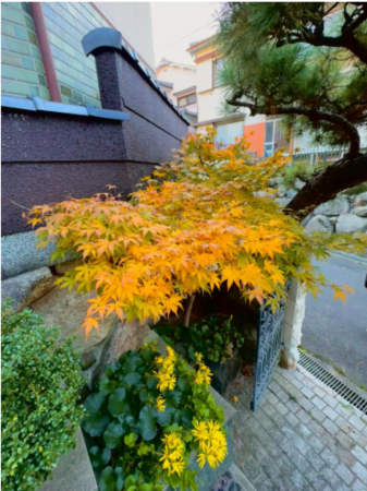 東大阪市日下町、中古一戸建ての前面道路を含む現地写真画像です