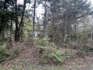 北佐久郡軽井沢町大字長倉、土地の画像です