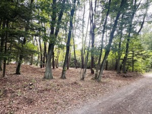 北佐久郡御代田町大字豊昇、土地の画像です