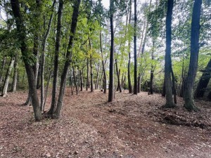 北佐久郡御代田町大字豊昇、土地の画像です