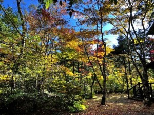 北佐久郡軽井沢町大字軽井沢、土地の画像です