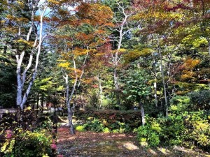 北佐久郡軽井沢町大字軽井沢、土地の画像です