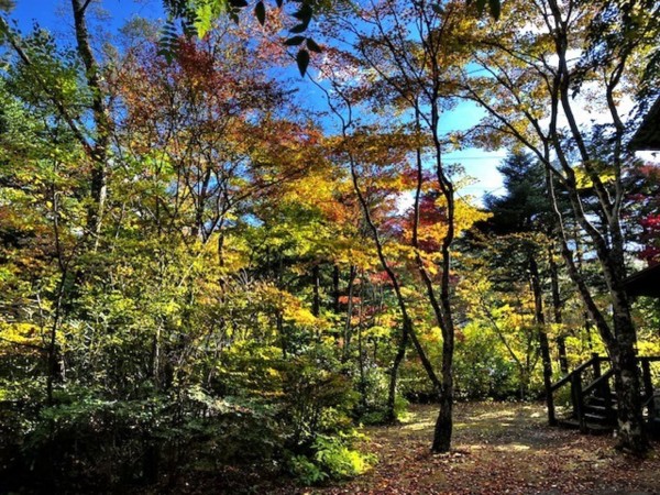 北佐久郡軽井沢町大字軽井沢、土地の画像です