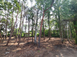 北佐久郡御代田町大字御代田、土地の画像です