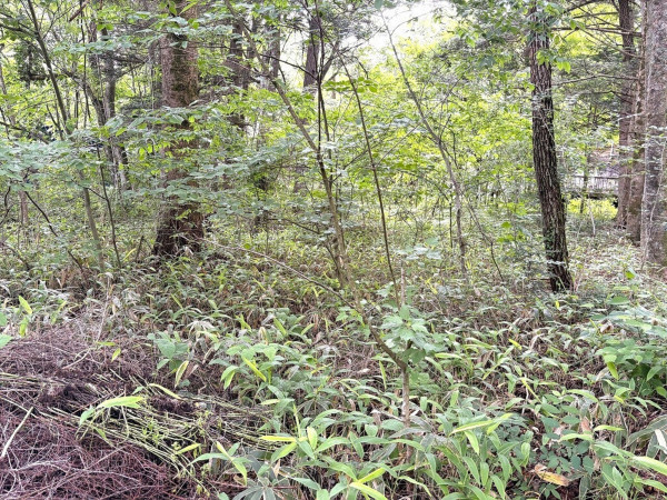 北佐久郡軽井沢町大字長倉、土地の画像です