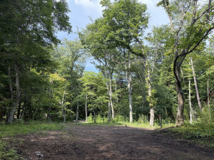 北佐久郡軽井沢町大字追分、土地の画像です
