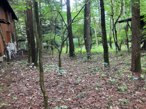 北佐久郡軽井沢町大字長倉、土地の画像です