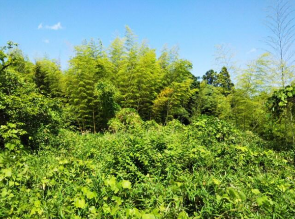 大津市坂本、土地の画像です