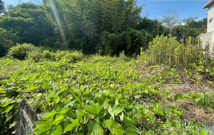 甲賀市水口町、土地の画像です
