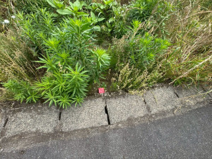 一宮市千秋町芝原、土地の画像です