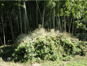 鹿児島市常盤、土地の画像です