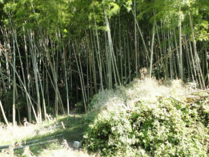 鹿児島市常盤、土地の画像です