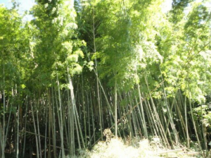 鹿児島市常盤、土地の画像です