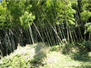 鹿児島市常盤、土地の画像です