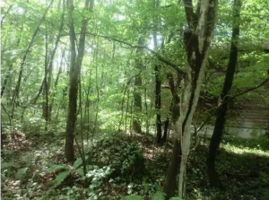 茅野市豊平、土地の画像です