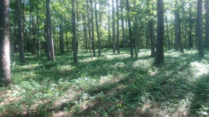 茅野市豊平、土地の画像です