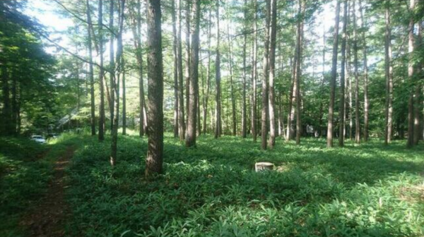 茅野市豊平、土地の画像です