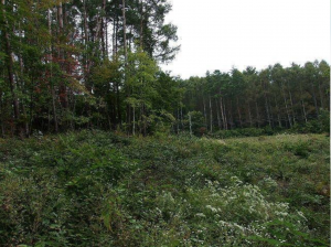 諏訪郡富士見町立沢、土地の画像です