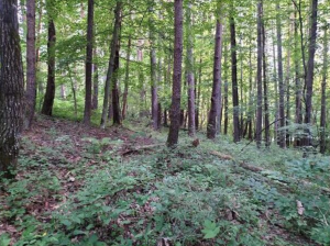諏訪郡富士見町立沢、土地の画像です