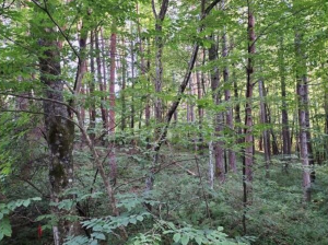 諏訪郡富士見町立沢、土地の画像です