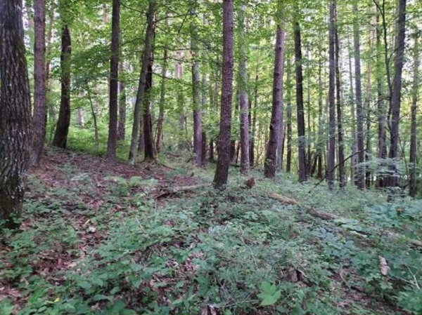 諏訪郡富士見町立沢、土地の画像です